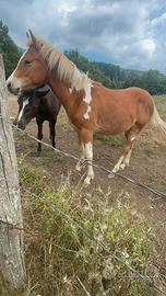 Puledro PAINT