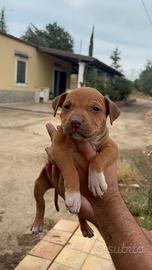 Pitbull