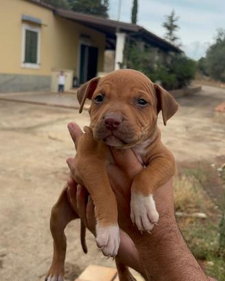 Pitbull