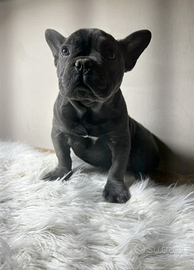 Bulldog francese blu