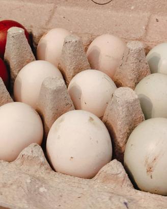 Marans moroseta araucana