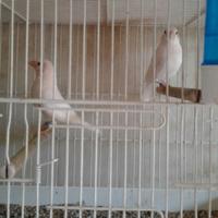 Ciuffolotti messicani bianchi