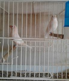 Ciuffolotti messicani bianchi