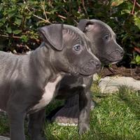 Cuccioli pitbull