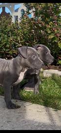 Cuccioli pitbull