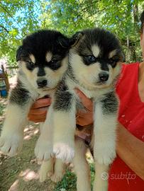 Cucciole alaskan malamute