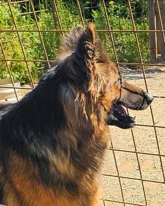 Femmina Pastore Tedesco