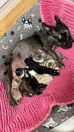 Cuccioli Chiwawa color Merle