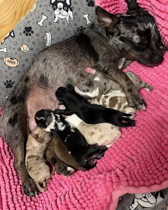Cuccioli Chiwawa color Merle