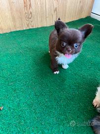 Cucciolo Maschio di chihuahua con pedigree