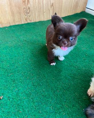Cucciolo Maschio di chihuahua con pedigree