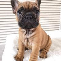 Cucciolata bulldog francesi colore rossi