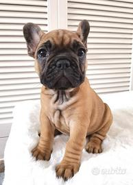 Cucciolata bulldog francesi colore rossi