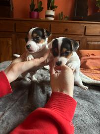 2 maschi cuccioli jack russell terrier