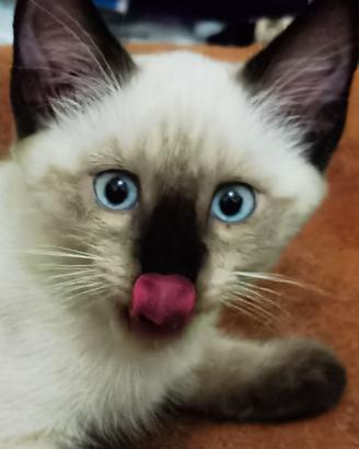 Gattina simil-siamese