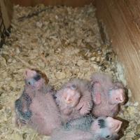 Piccoli di calopsite da allevare a mano