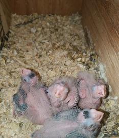 Piccoli di calopsite da allevare a mano