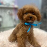 Barboncino minitoy Red maschietto