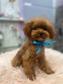 Barboncino minitoy Red maschietto