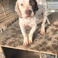 Riccia Saminiata - lagotta