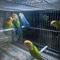Inseparabili