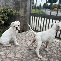 Ultimi cuccioli boxer bianchi (maschi)