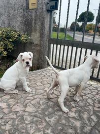 Ultimi cuccioli boxer bianchi (maschi)