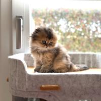 Scottish straight &fold