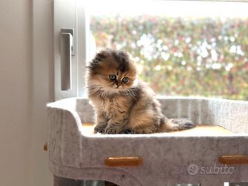 Scottish straight &fold