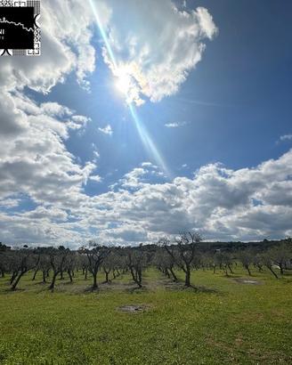 ULIVETO 4200mq in VALLE D'ITRIA - POSSIBILITA' ED