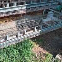 gabbie professionali per allevamento conigli 