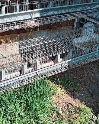 gabbie professionali per allevamento conigli 