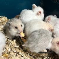 Cuccioli criceti dorati