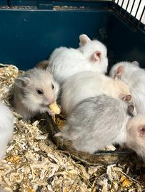 Cuccioli criceti dorati