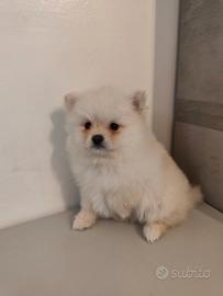 Linda volpino della Pomerania