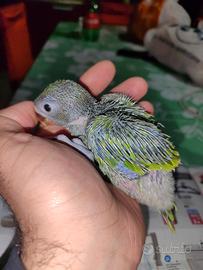 Pullo di parrocchetto dal collare