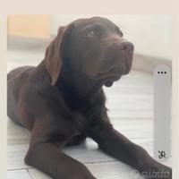 Cucciola di Labrador Retriever 7 mesi