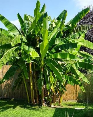 Pianta banano