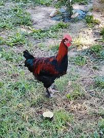 Galli Marans