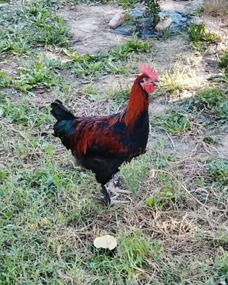 Galli Marans