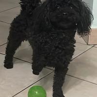 Barboncino toy per Accoppiamento-Monta