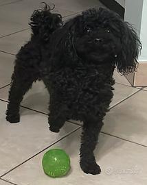 Barboncino toy per Accoppiamento-Monta