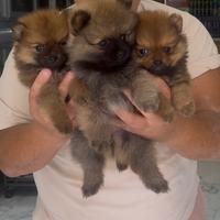 Cuccioli di Pomerania spitz toy