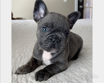 Bulldog francese blu