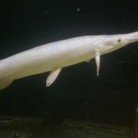 Platinum Gar