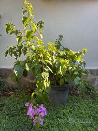 Bougainvillea in vaso