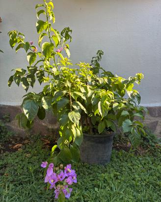 Bougainvillea in vaso