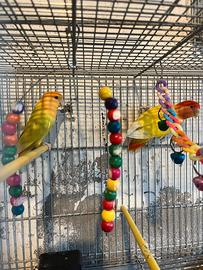 Uccelli di piccola taglia