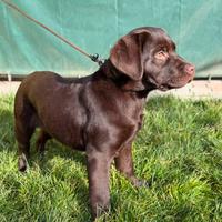 Cuccioli labrador chocolate