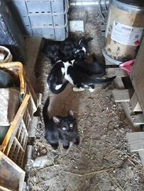 Gattini cuccioli